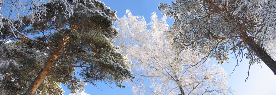 .pine+birch+pine.ural.winter.
