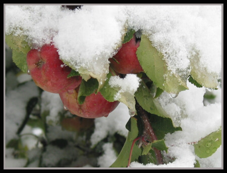 Первый снег