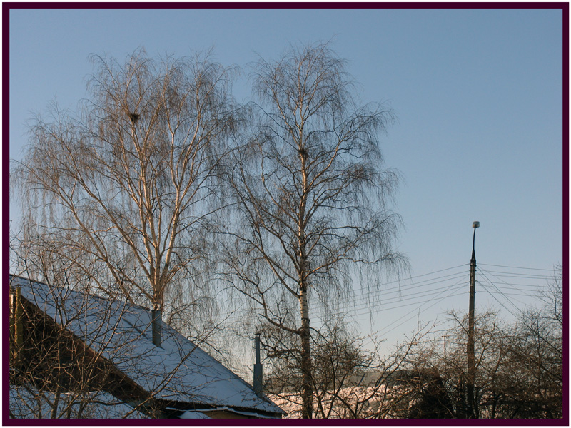 вороны улетели