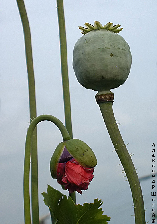 ЗЛАЯ КРАСОТА