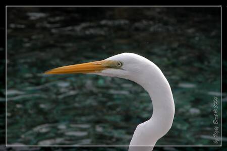 White Egret