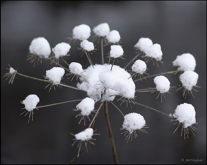 Winter flower