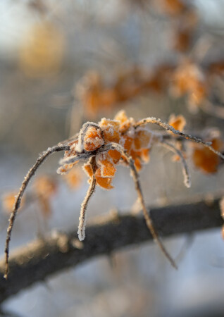 Зимняя ягода