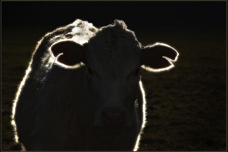 священная корова