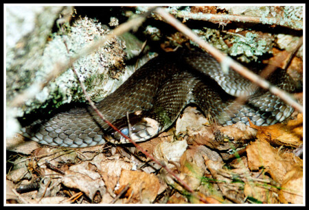 Настороженное выжидание