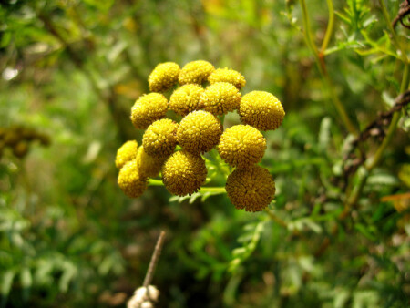 Цветик-одноцветик