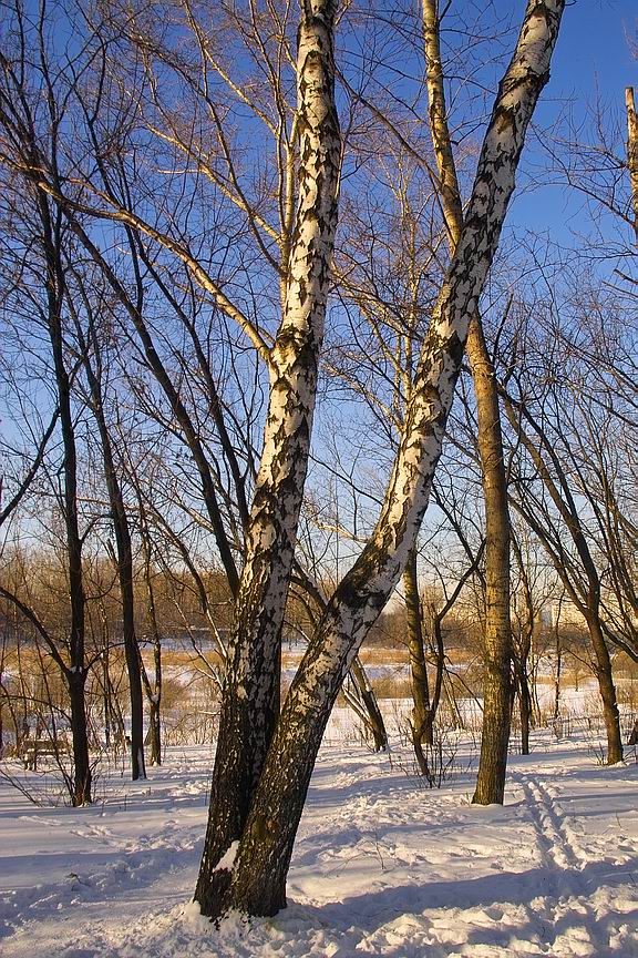 Февральская зарисовка