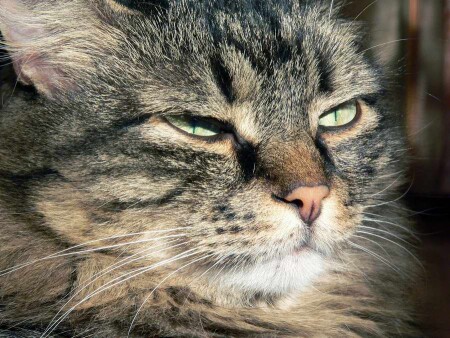 кот-аристократ