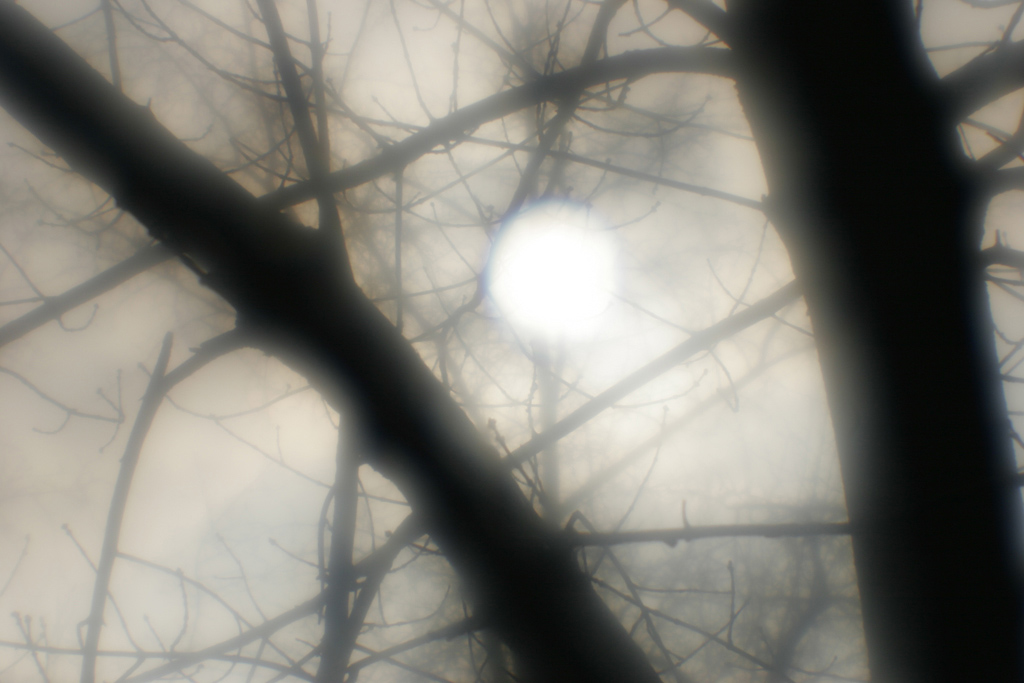 sun&amp;tree#1