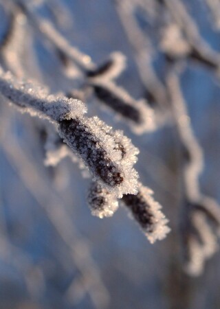 Бриллианты зимы (или зимние причуды)