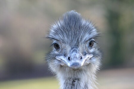 Портрет Страуса