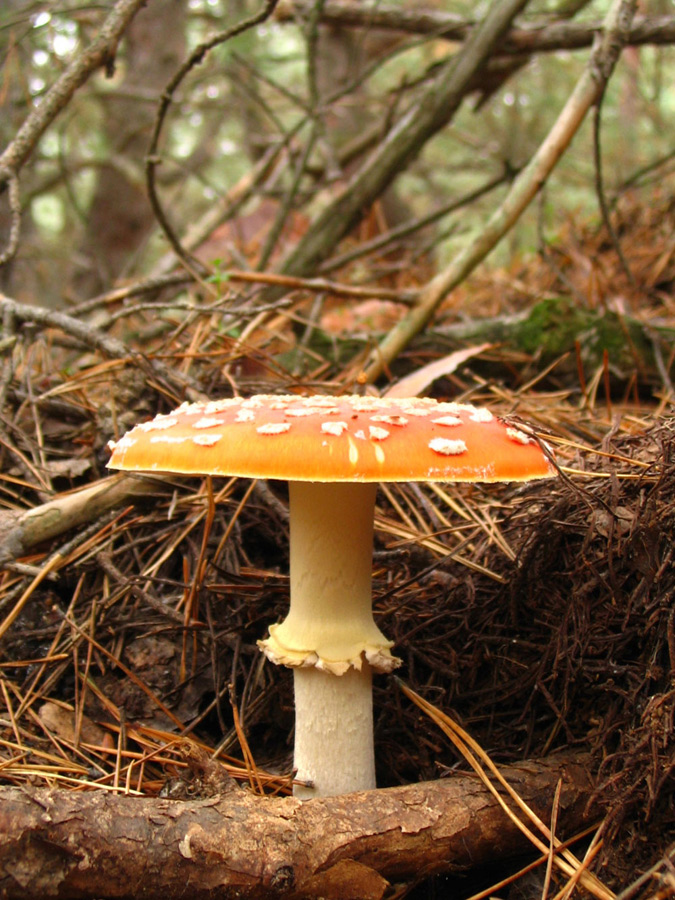 fly agaric