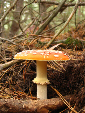 fly agaric
