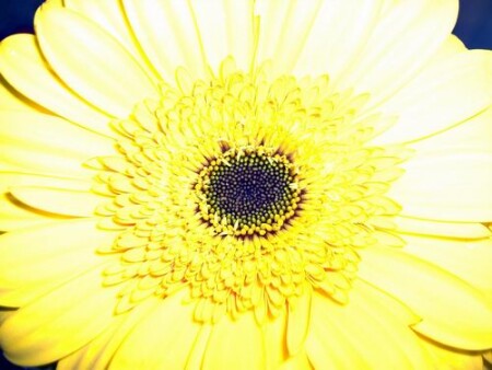 Желтое Солнышко