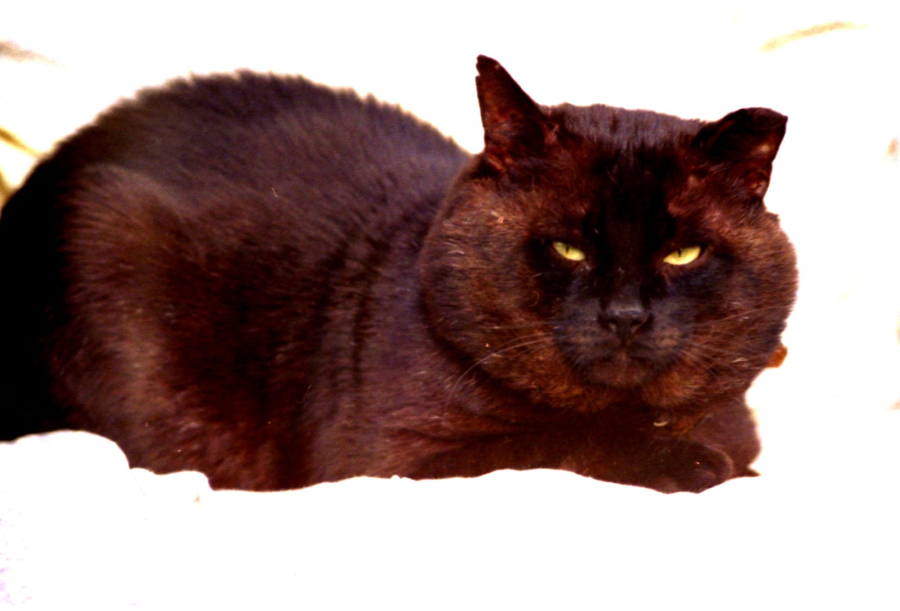 кот мифодий