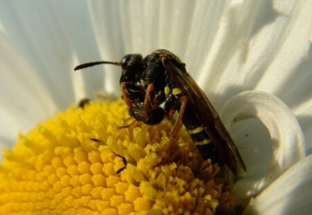 Маленькая охотница