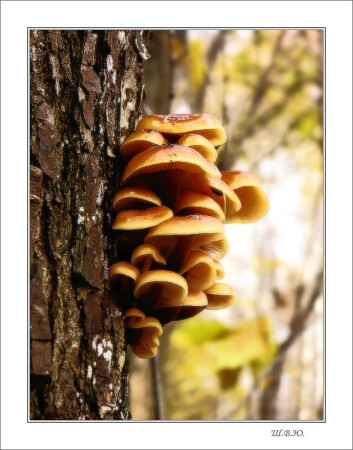 воспоминание об осени