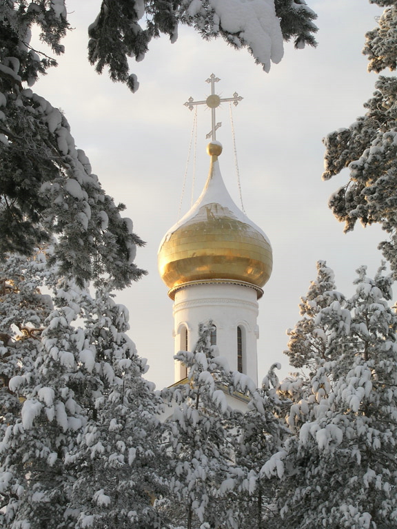 Взгяд из лесу