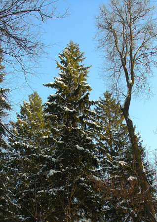 Устремленные в небо