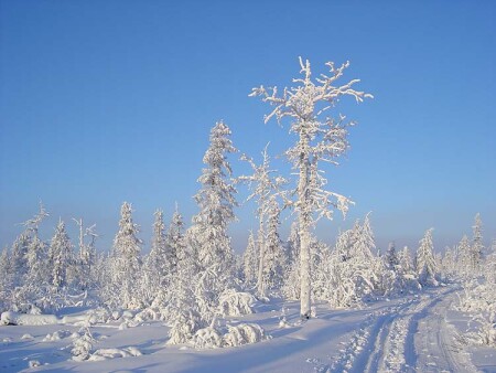 Лыжня