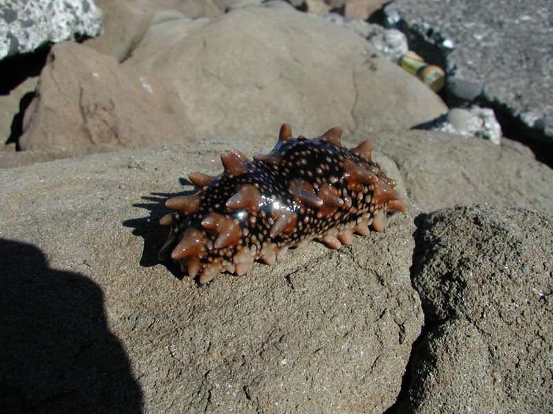 Stichopus japonicus