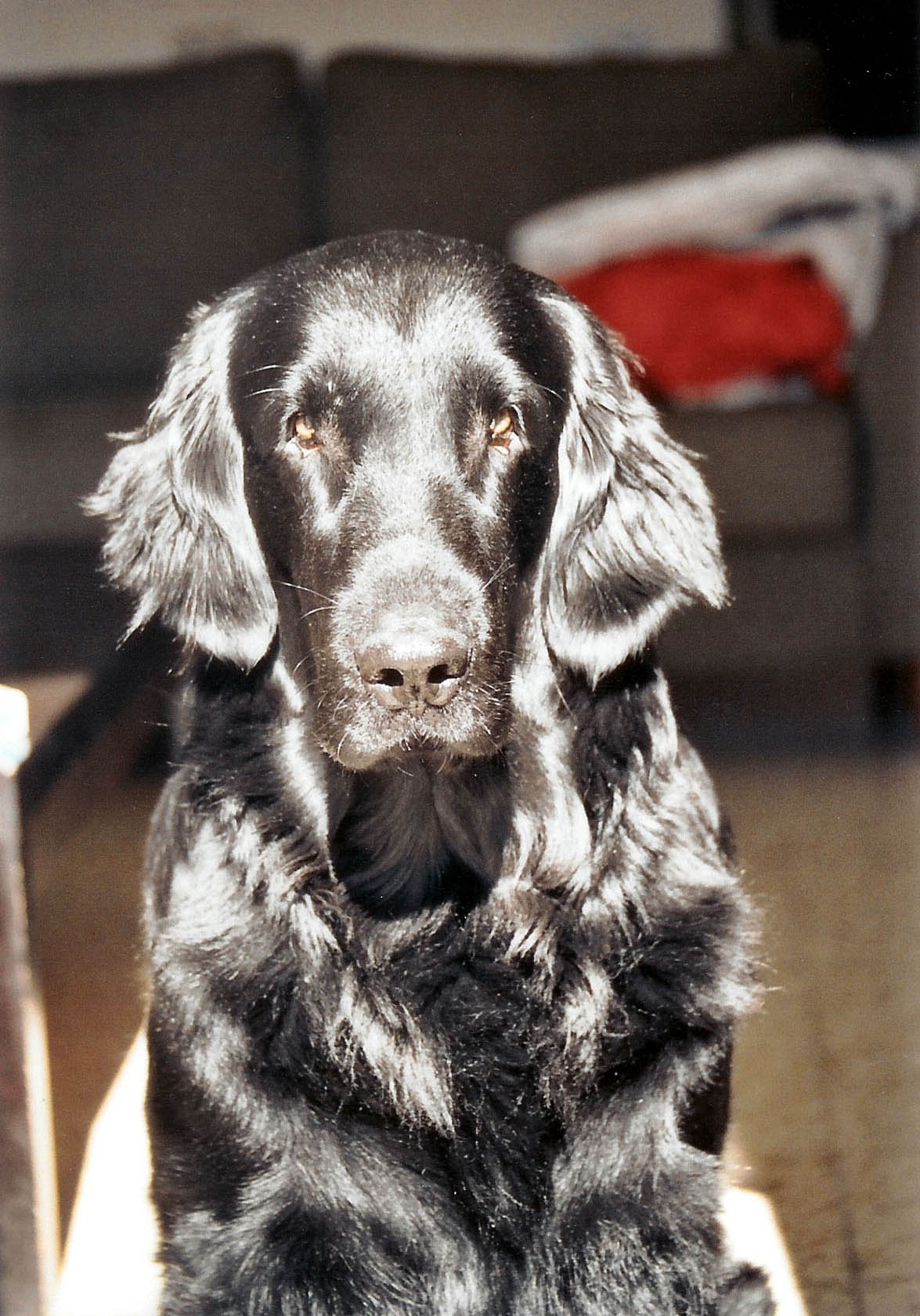 SKOTTY