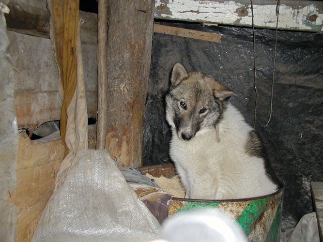 Бим