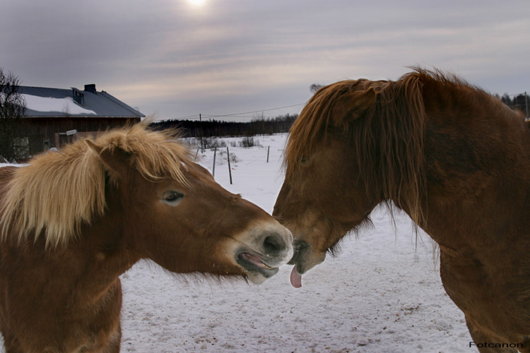 My new horse! (Happy Valentine day)