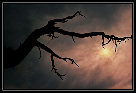 Ветка и Солнце