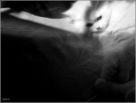 Игра Света и Тени