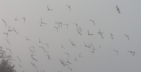 Туман. Полет