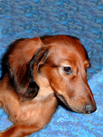 Маленький лис