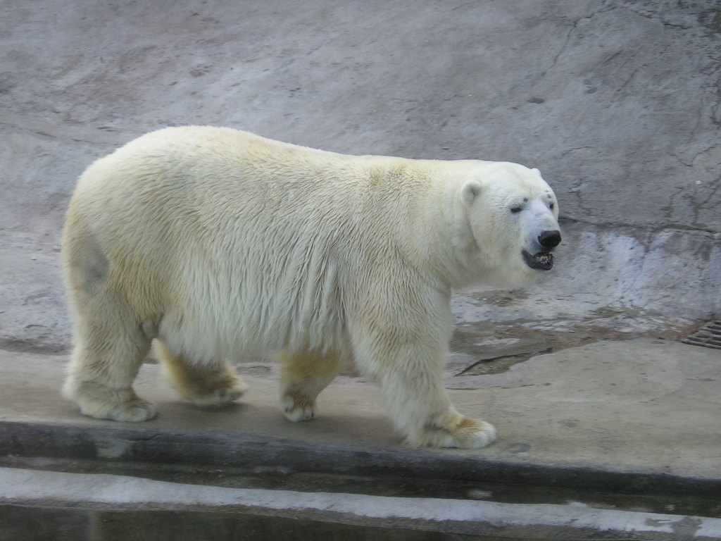 медведь