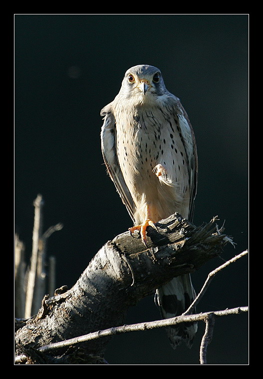 Степная пустельга - Lasser Kestrel - Falco naumanni