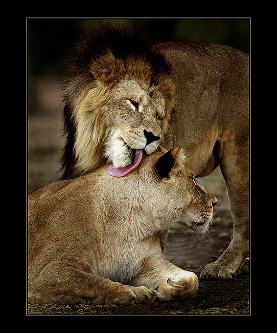 Love 