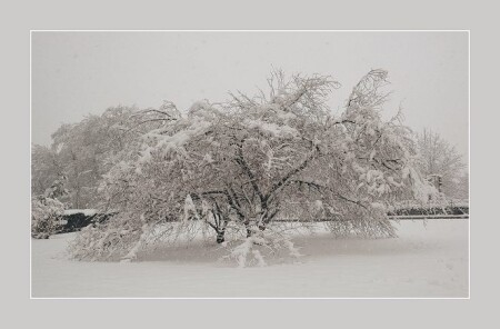 снег и сакура