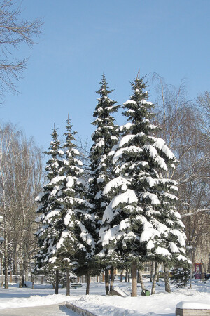 Зима.... Город.... Парк....