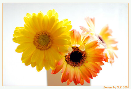 The flowers