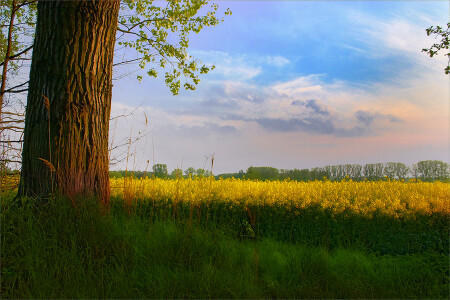медоносы на закате