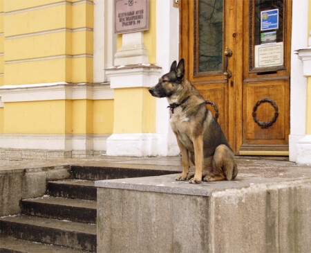 я дежурю вместо льва