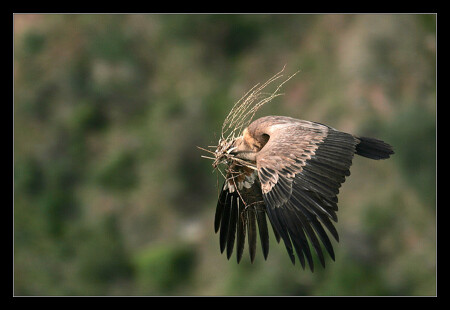 Griffon Vulture - Gyps fulvus