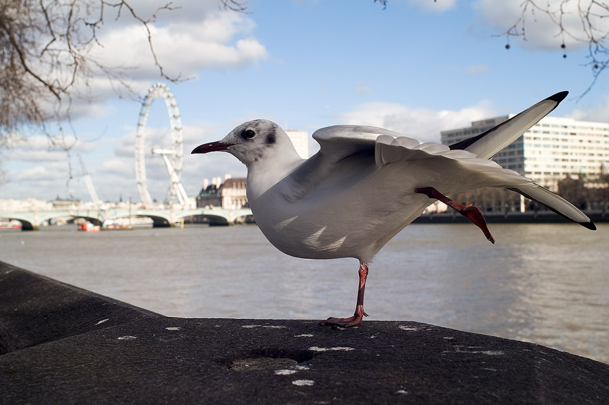 London Eye