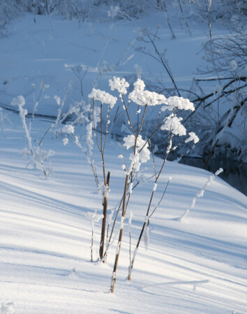 Январские гвоздики