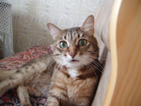 Мурзик