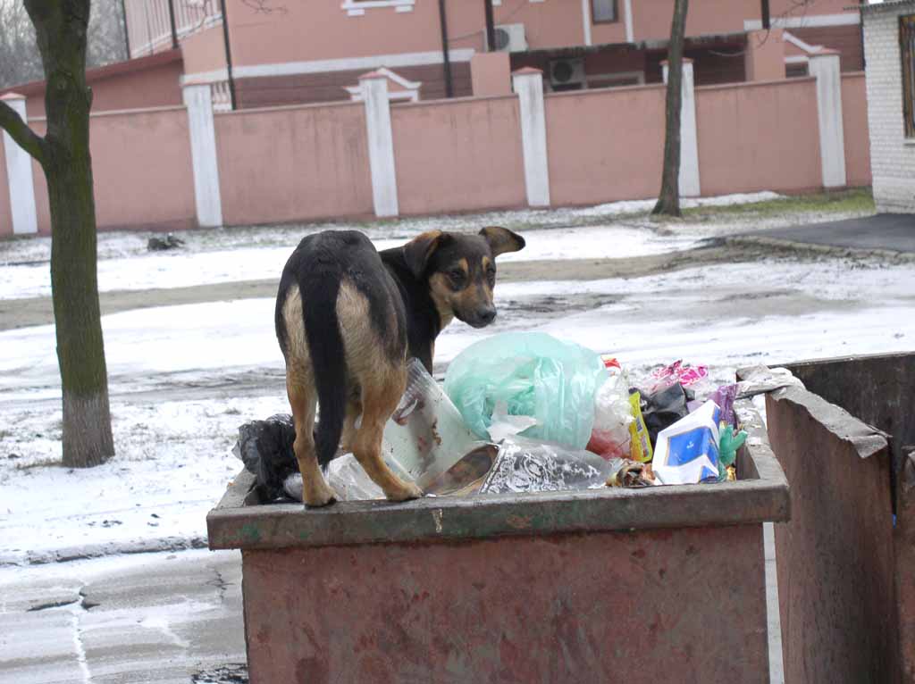 Барбос