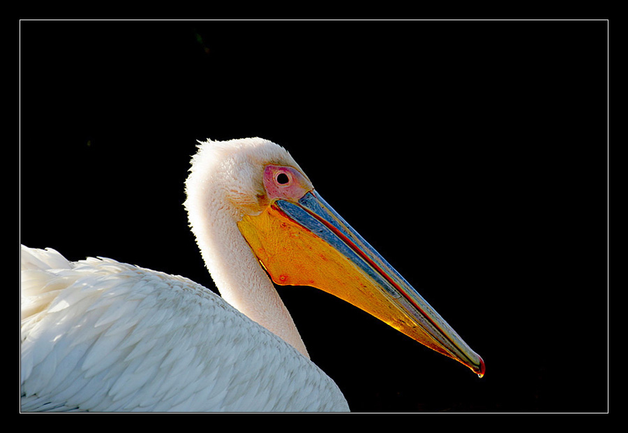 White Pelican - Pelecanus onocrotalus