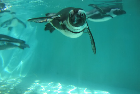 Пингвин птица гордая...