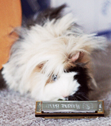 - ЗВЕЗДА &quot;КАНТРИ&quot; -