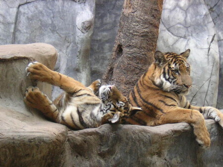 "Кошечки"