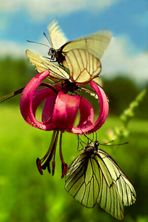 весенний ажиотаж